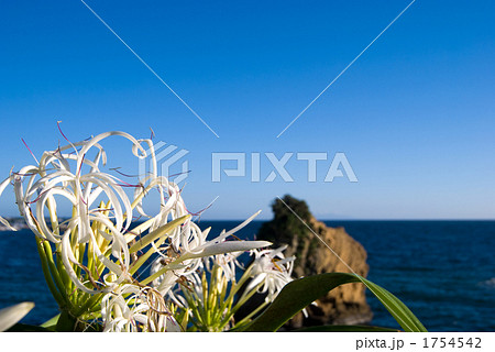 立石海岸のハマユウの花 1754542