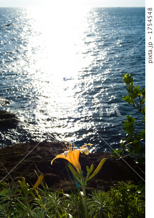 立石海岸のハマカンゾウの花 1754548