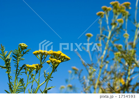 エゾヨモギギクの花と空 1754593