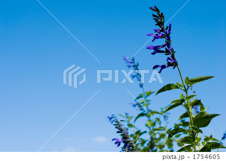 サルビア・ガラニティカの花と空 1754605