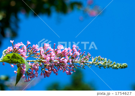 フサフジウツギの花と空 フサフジウツギの花と空 1754627