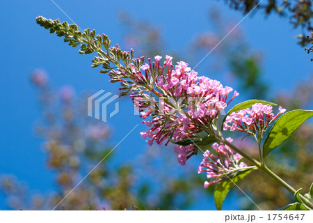 フサフジウツギの花と空 1754647