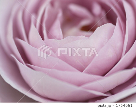 バラ　しのぶれど 1754661