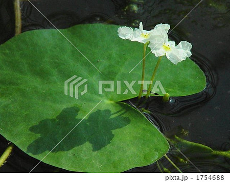 熱帯植物　ヒメシロアサザ・リンドウ科02 1754688