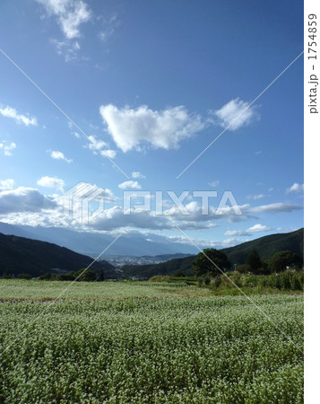 蕎麦の花と青空と山 1754859