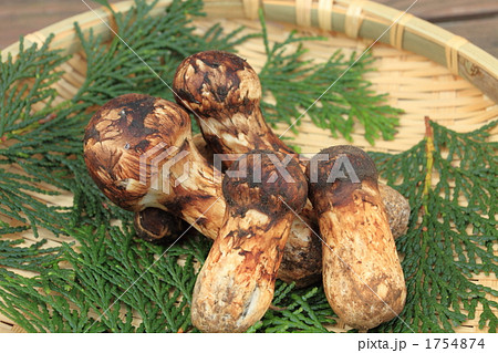 まつたけ ④ まつたけ ④ 1754874