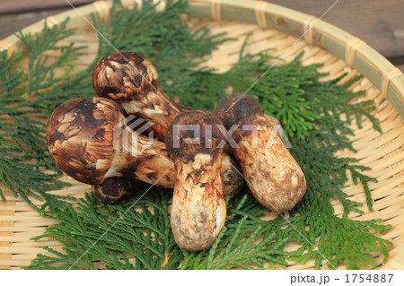 まつたけ ⑥ まつたけ ⑥ 1754887