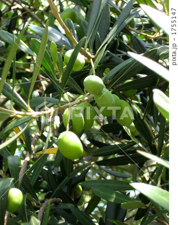 オリーブの樹と実 1755147