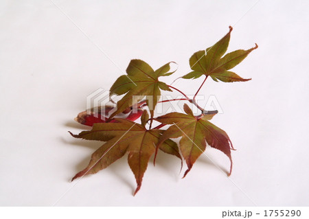 イロハモミジの一種　出猩々（デショウジョウ） 1755290