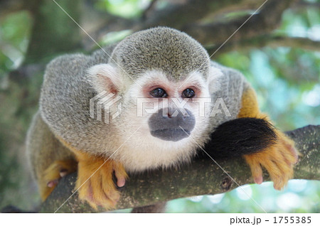 リスザル リスザル 1755385