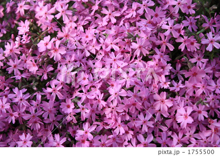 芝桜 1755500