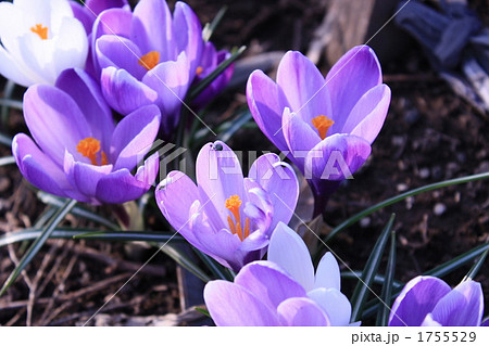 クロッカス 1755529