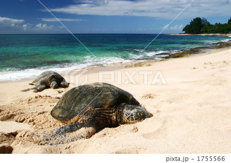 Turtle Beach 1755566