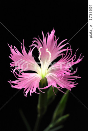 なでしこ なでしこ 1755634