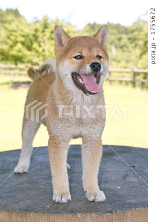 ベロを出す子犬の写真素材 ベロを出す子犬の写真素材