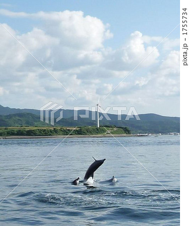 イルカのジャンプ【縦】 1755734