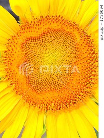 向日葵2010 向日葵2010 1756094