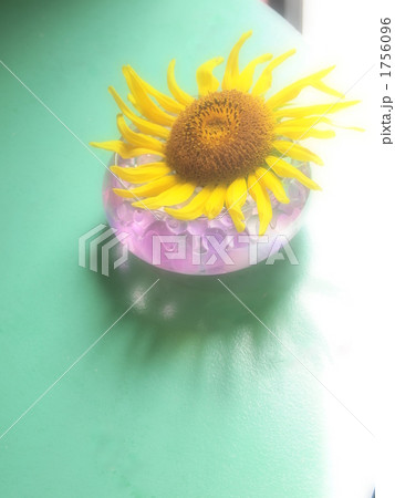 向日葵2010b 向日葵2010b 1756096