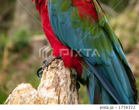 オウムの足 1756322