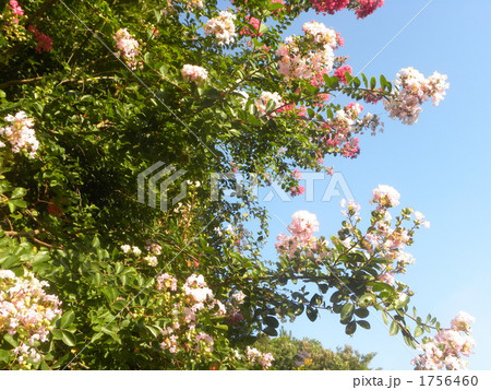 青空に赤とピンクの花を咲かす百日紅の花 1756460
