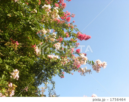 青空に赤とピンクの花を咲かす百日紅の花 1756464