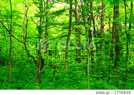 新緑の森 1756838