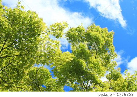 新緑と青空 1756858