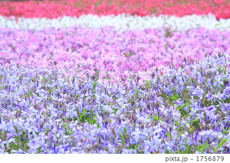 しば桜 しば桜 1756879