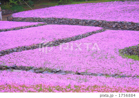 芝桜 芝桜 1756884