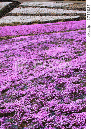 芝桜 1756887