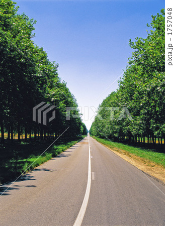 森の中の道 森の中の道 1757048