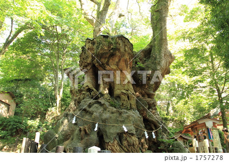 来宮神社の大楠(パワーツリー) ③ 来宮神社の大楠(パワーツリー) ③ 1757278