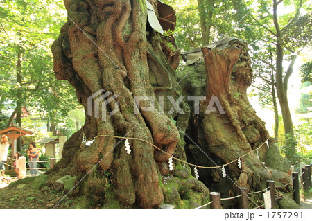 来宮神社の大楠(パワーツリー) ④ 来宮神社の大楠(パワーツリー) ④ 1757291