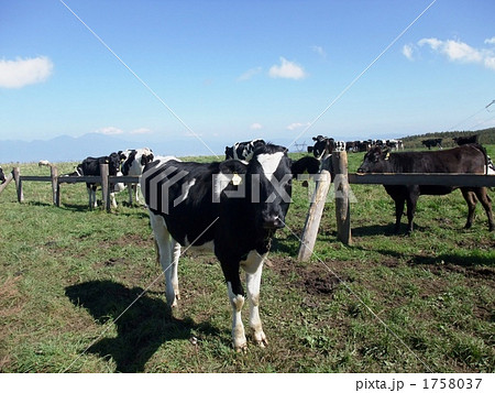 長門牧場の牛 長門牧場の牛 1758037