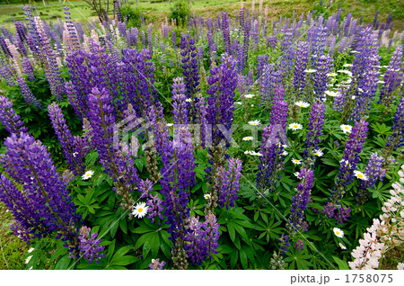 ルピナス 1758075