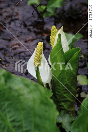 水芭蕉 1758719