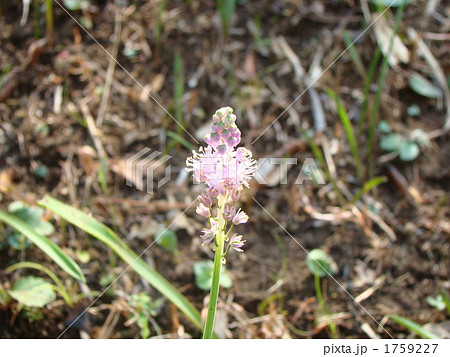 つるぼ つるぼ 1759227