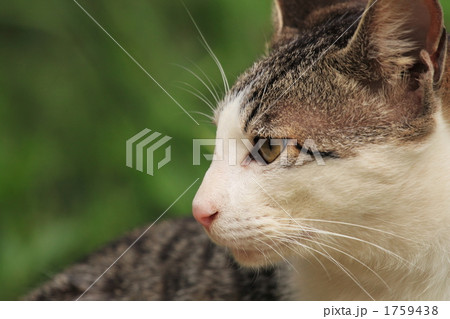 気になる猫 気になる猫 1759438