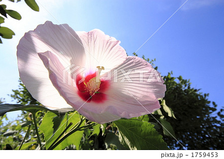 晩夏酔芙蓉の花 1759453