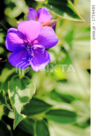 シコンノボタン 1759495