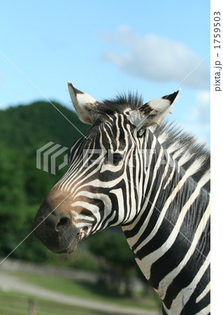 グラントシマウマ グラントシマウマ 1759503