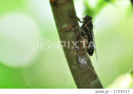 ツクツクボウシ 1759557