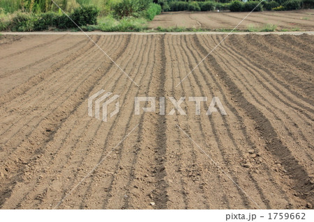 畑の耕起跡 1759662