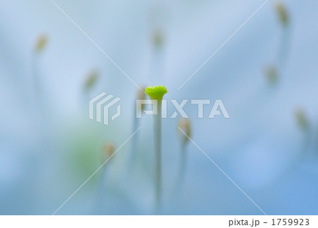 雄しべ一本 雄しべ一本 1759923