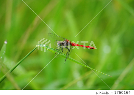 水田の赤トンボ 1760164