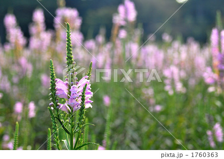 ハナトラノオ ハナトラノオ 1760363