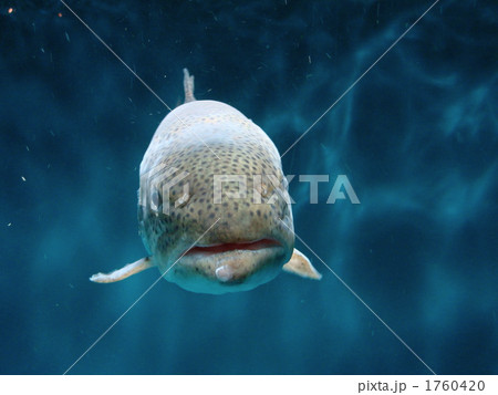 海の生き物 1760420