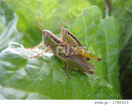 バッタ 1760423