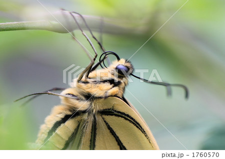 ナミアゲハ ナミアゲハ 1760570