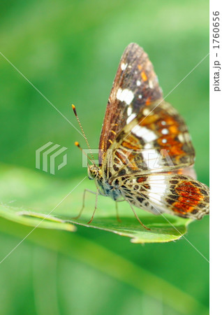 コミスジ コミスジ 1760656